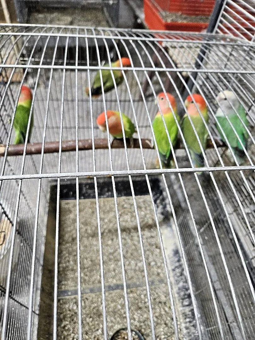 Papugi na sprzedaż, różne gatunki, Lubuskie, Podła Góra