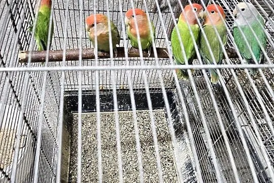 Papugi na sprzedaż, różne gatunki, Lubuskie, Podła Góra