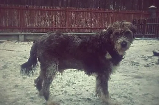 Cudowny Misio szuka superowego domu!,  mazowieckie