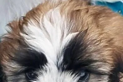 Shih tzu piękny chłopczyk tricolor, Wielkopolskie, Gruszczyn