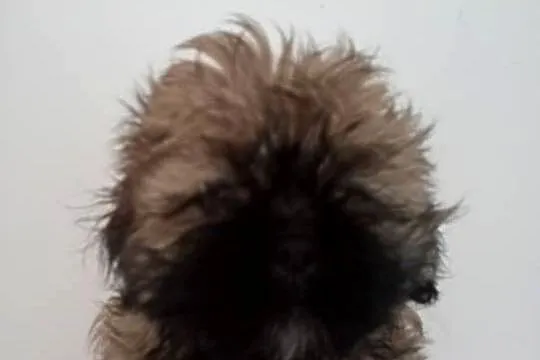 Shih tzu piękny chłopczyk tricolor, Wielkopolskie, Gruszczyn