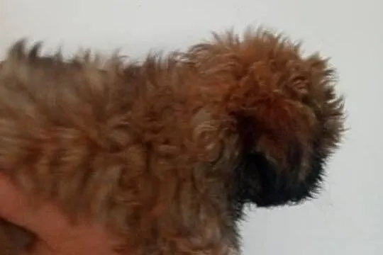 Shih tzu piękny chłopczyk tricolor, Wielkopolskie, Gruszczyn