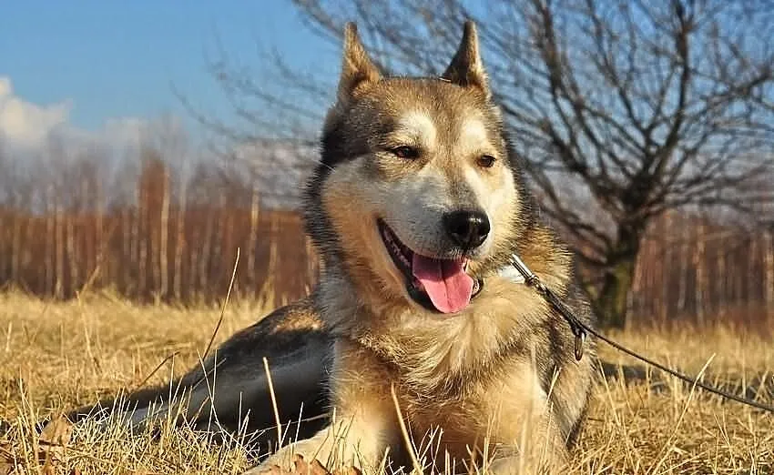 Ira - sunia w typie husky szuka aktywnego domu