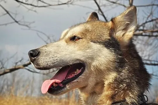 Ira - sunia w typie husky szuka aktywnego domu