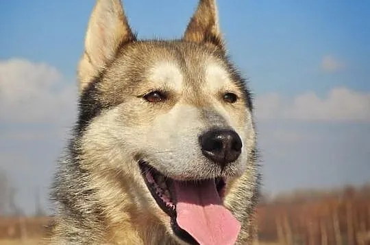 Ira - sunia w typie husky szuka aktywnego domu