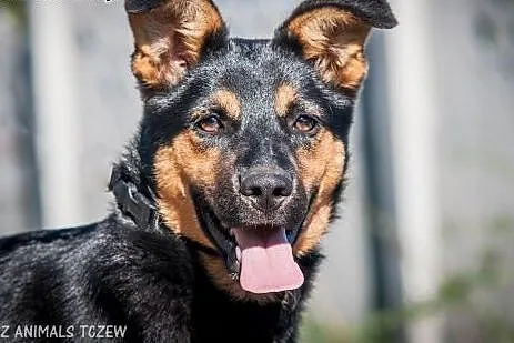 OTOZ Animals - Usia - kochana cudna suczka szczeniak!,  pomorskie Tczew