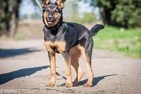 OTOZ Animals - Usia - kochana cudna suczka szczeni