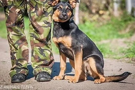 OTOZ Animals - Usia - kochana cudna suczka szczeni