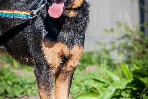 OTOZ Animals - Usia - kochana cudna suczka szczeni