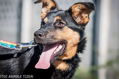 OTOZ Animals - Usia - kochana cudna suczka szczeni