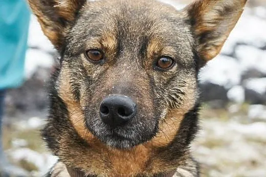 JAK nie TY to KTO ?! MRÓWKA czeka NA DOM!!!,  mazo