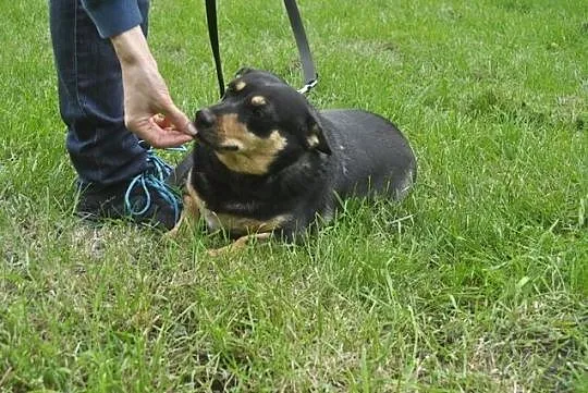 Nieśmiała Falka szuka domu