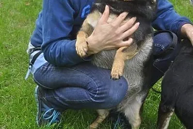 Nieśmiała Falka szuka domu