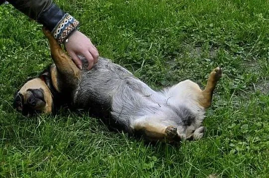 Nieśmiała Falka szuka domu