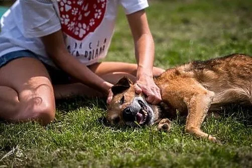 Kartoszek wciąż czeka na dom... zaadoptuj go!,  ma