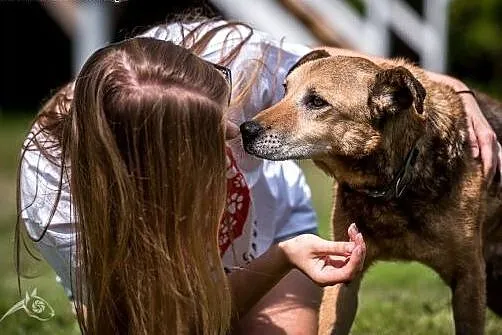 Kartoszek wciąż czeka na dom... zaadoptuj go!,  ma