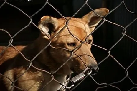 Daj szansę Dingo - dwukrotnie zawiódł się na człowieku, a mimo to kocha nas nad życie!,  śląskie Katowice