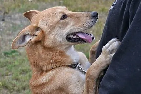 Daj szansę Dingo - dwukrotnie zawiódł się na człow