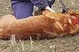 Berni - duży psiak kochający człowieka szuka domu.