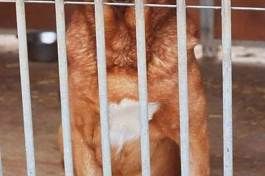 Berni - duży psiak kochający człowieka szuka domu.