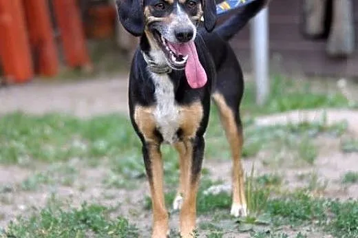 Kora - iskierka tricolor :),  warmińsko-mazurskie 