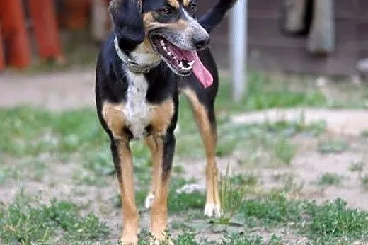 Kora - iskierka tricolor :),  warmińsko-mazurskie 