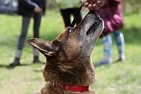Poczciwy Benek,  śląskie Gliwice