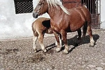 Sprzedam Klacz z ogierkiem