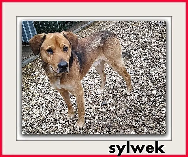 SYLWEK,25kg,duży,mlody,stróżujący,czujny,szczepiony pies.ADOPCJA, Mazowieckie, Warszawa