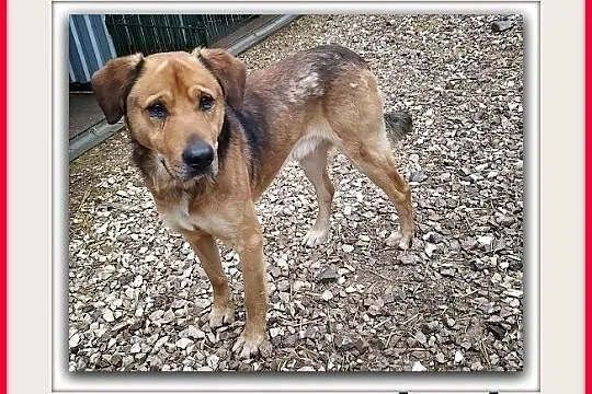 SYLWEK,25kg,duży,mlody,stróżujący,czujny,szczepiony pies.ADOPCJA, Mazowieckie, Warszawa