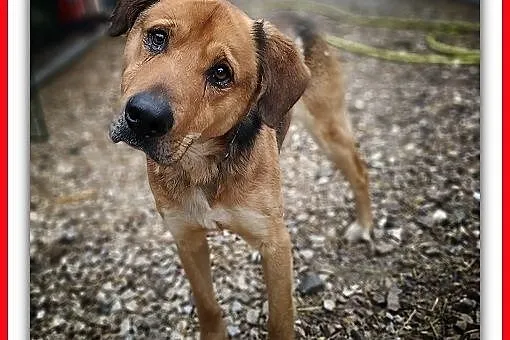 SYLWEK,25kg,duży,mlody,stróżujący,czujny,szczepiony pies.ADOPCJA, Mazowieckie, Warszawa