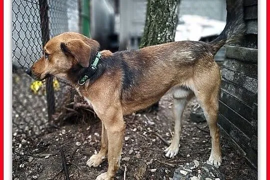 SYLWEK,25kg,duży,mlody,stróżujący,czujny,szczepiony pies.ADOPCJA, Mazowieckie, Warszawa
