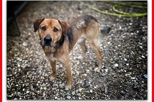 SYLWEK,25kg,duży,mlody,stróżujący,czujny,szczepiony pies.ADOPCJA, Mazowieckie, Warszawa
