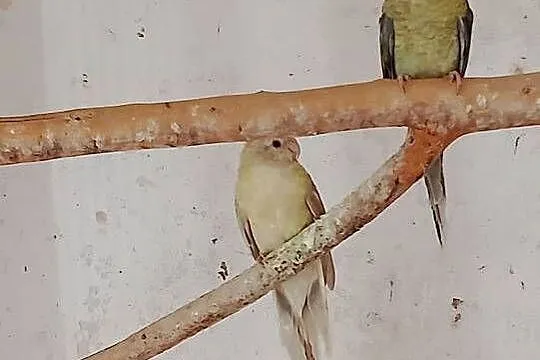 Świergotki różne kolory, Opolskie, Strzeleczki
