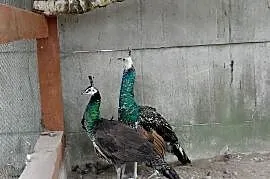 Pawie