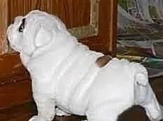 Znakomita Mężczyzna i Kobieta Buldog angielski szc
