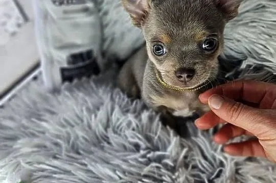 Mini piesek chihuahua