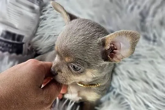 Mini piesek chihuahua, Dolnośląskie, Wrocław