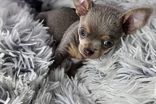 Mini piesek chihuahua, Dolnośląskie, Wrocław