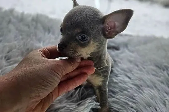Mini piesek chihuahua, Dolnośląskie, Wrocław