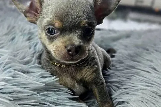 Mini piesek chihuahua, Dolnośląskie, Wrocław