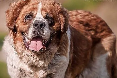 BUNIA - cudowna BERNARDYNKA - 48 kg MIŁOŚCI do świata SZUKA  domu,  mazowieckie Warszawa