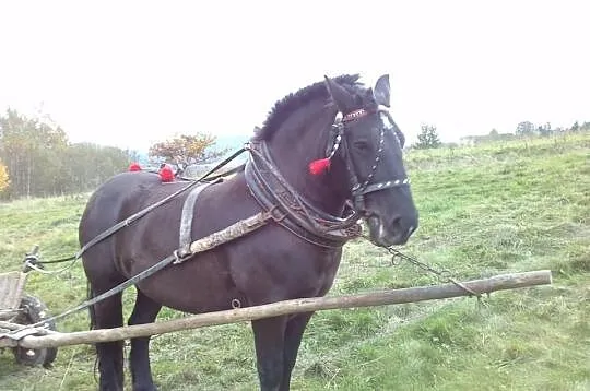 Sprzedam klacz