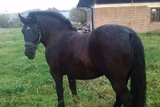 Sprzedam klacz