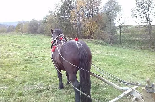 Sprzedam klacz