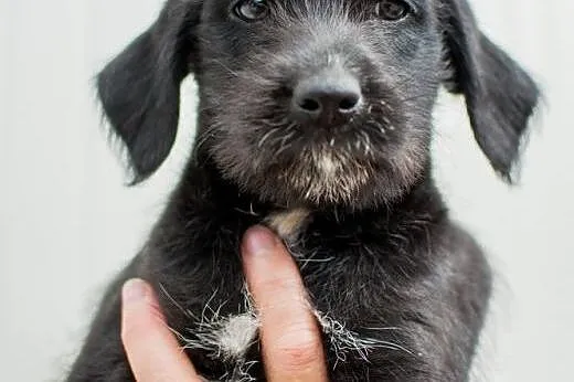 3 szczeniaczki - sunie do adopcji!,  łódzkie Łódź