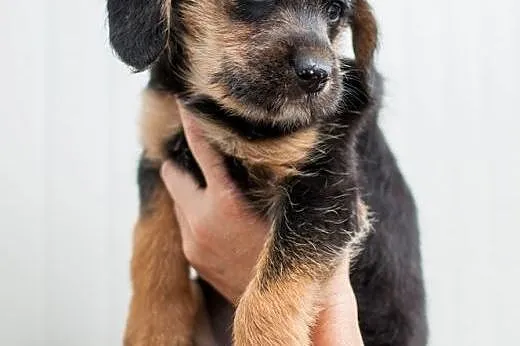 3 szczeniaczki - sunie do adopcji!,  łódzkie Łódź