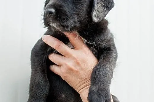 3 szczeniaczki - sunie do adopcji!,  łódzkie Łódź