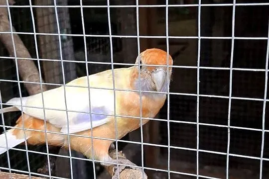 Samica rozella królewska, Małopolskie, Chyżne