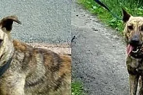 wesoła i towarzyska Czika !